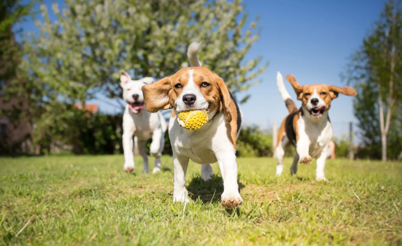 Puppies playing with Tennis Ball